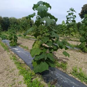 Paulownia en France