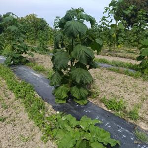 Paulownia en France