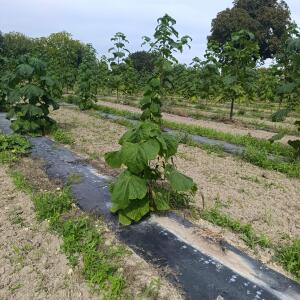 Paulownia en France