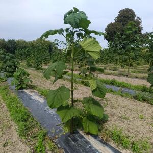 Paulownia en France