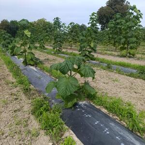Paulownia en France