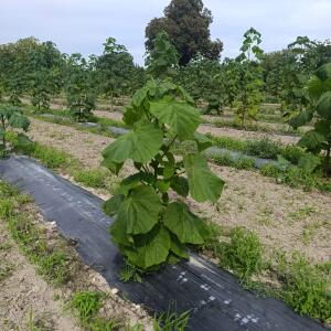 Paulownia en France