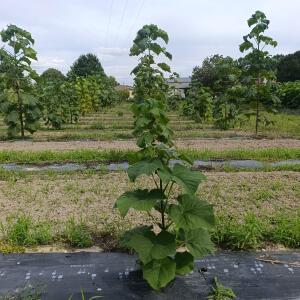 Paulownia en France
