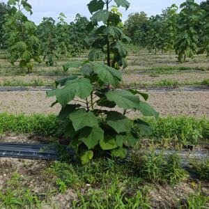 Paulownia en France