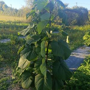 Paulownia en France