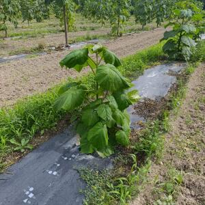 Paulownia en France