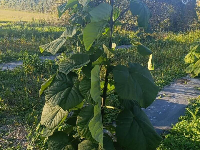 Paulownia en France