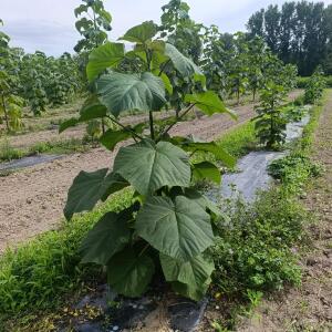 Paulownia en France
