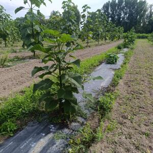 Paulownia en France