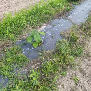 Paulownia en France