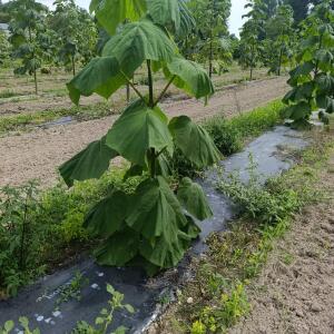 Paulownia en France