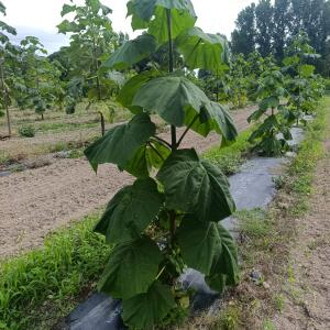 Paulownia en France