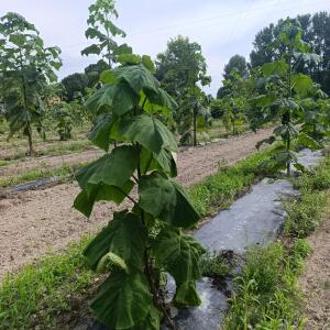 Paulownia en France