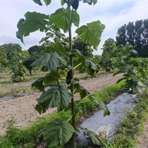 Paulownia en France