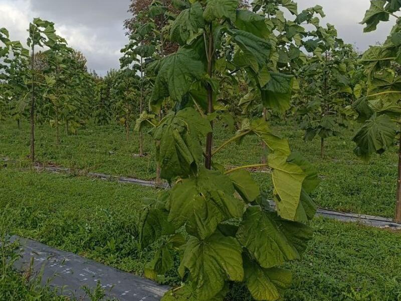 Paulownia en France