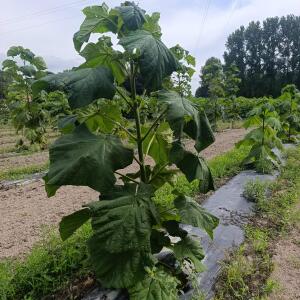 Paulownia en France