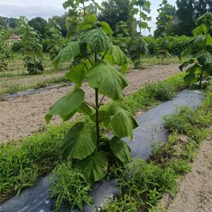 Paulownia en France