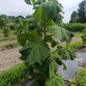 Paulownia en France