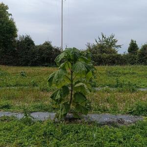 Paulownia en France