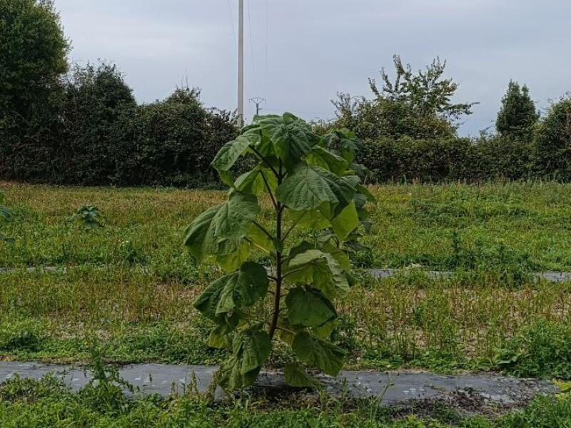 Paulownia en France