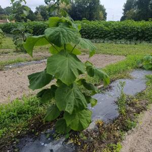 Paulownia en France