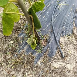 Paulownia en France
