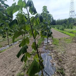 Paulownia en France