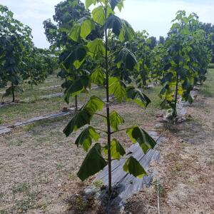 Paulownia en France