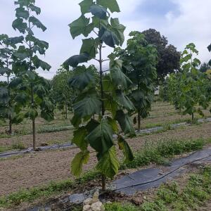 Paulownia en France