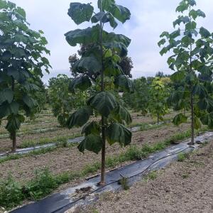 Paulownia en France