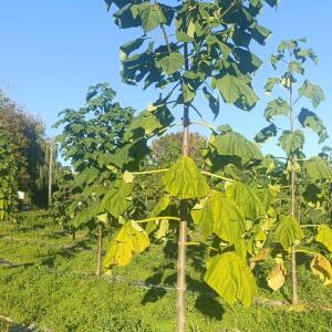 Paulownia en France - 17 October 2025