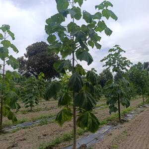 Paulownia en France