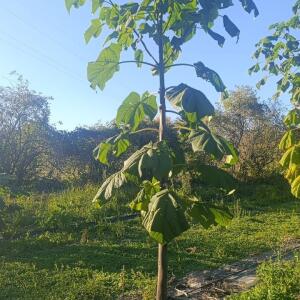 Paulownia en France - 17 October 2025