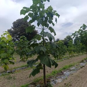 Paulownia en France