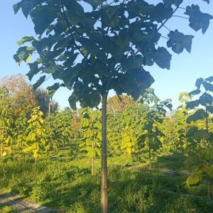 Paulownia en France