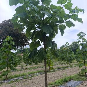 Paulownia en France
