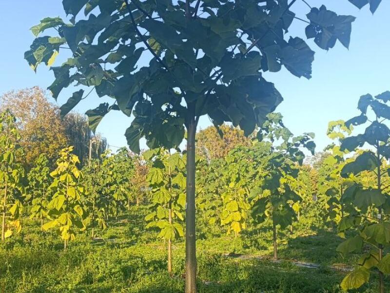 Paulownia en France
