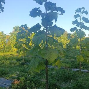 Paulownia en France
