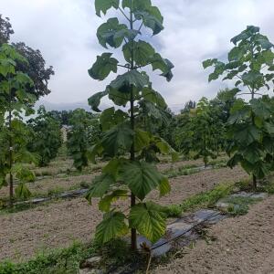 Paulownia en France