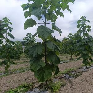 Paulownia en France