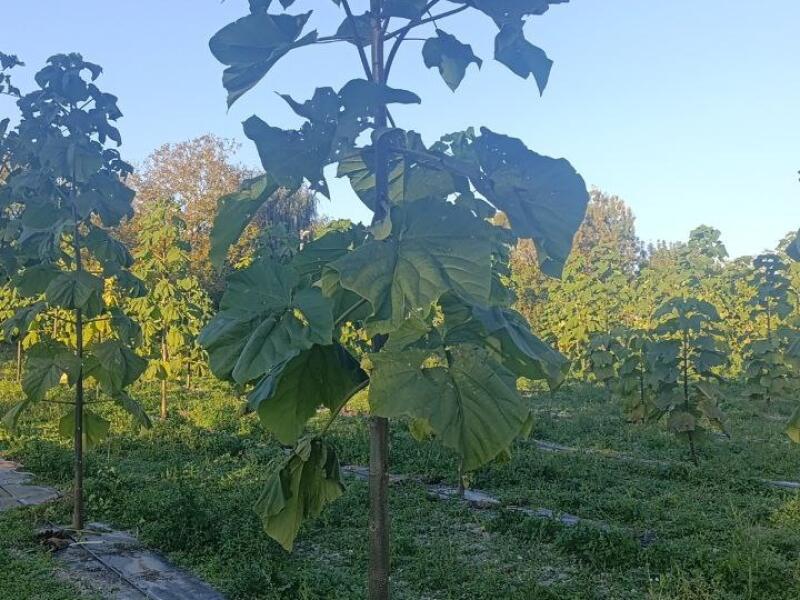 Paulownia en France