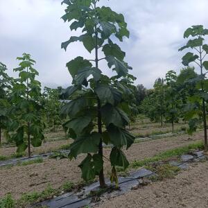 Paulownia en France