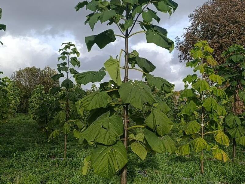 Paulownia en France