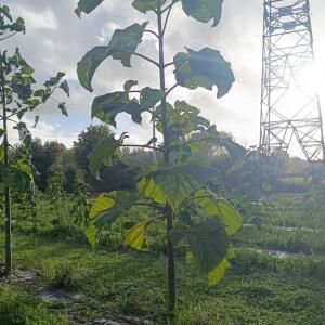 Paulownia en France