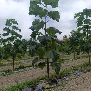 Paulownia en France