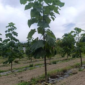 Paulownia en France