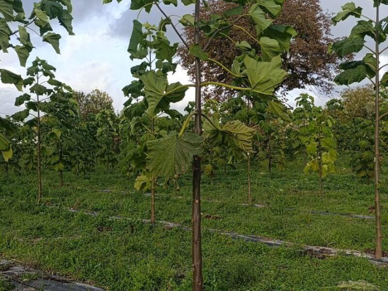 Paulownia en France