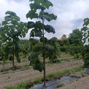 Paulownia en France