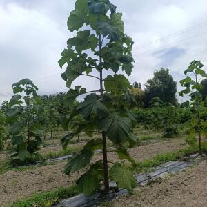 Paulownia en France