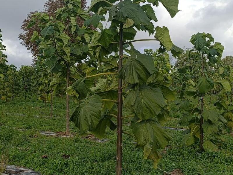 Paulownia en France